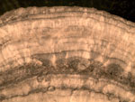 Annual growth bands of a stalagmite. (photos: Joe Lambert) 