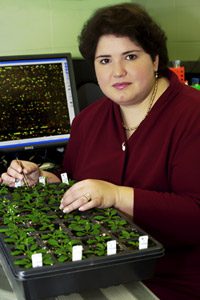 Dr. Katrina Ramonell uses microarray technology to learn more about plants. 