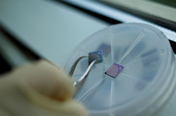 These sensors are essential components in devices that one day may feature the next generation of computer memory. (Photo by Laura Shill) 