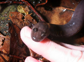 Red Hills Salamanders' secretive nature is one reason their existence was unknown until the 1960s. Today, the species is Alabama's state amphibian. (Photo by Zach Riggins) 