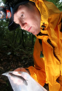 Dr. Leslie Rissler examines a temporarily captured Red Hills Salamander. Through a grant awarded Rissler, she and others are working to prioritize potential future land purchases in an effort to protect the habitat of the creature and 22 other species of conservation concern. (Photo by Zach Riggins) 