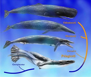 The tail-powered swimming of modern whales—which include Odontoceti (toothed) whales and Mysticeti (baleen) whales—evolved from the hip-wiggling style of ancient ancestors such as Georgiacetus, according to a study published in September 2008. Illustration by Mary Parrish/Smithsonian Institution 