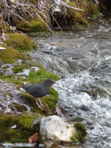 The naturally well-insulated American Dipper is at home in ANWR. (Jon Benstead) 