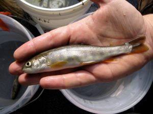 The Dolly Varden spawns in the spring-fed streams each year. (Jon Benstead) 