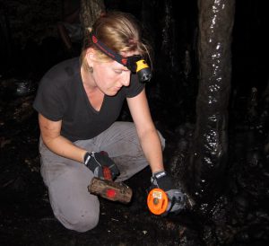 Hillary Sletten chisels away at the base of a stalagmite in Ulupaka Cave. (Photo by Joe Lambert) 