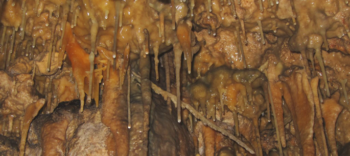 Stalactites on the ceiling of Ulupaka Cave. (Photo by Hillary Sletten) 