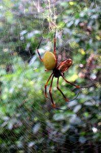 Large spiders are scary surprises when walking in the bush. From tip to tip, this one found in the Huvalu Forest Conservation Area measured about 10 cm (4 inches). (Photo by Joe Lambert.) 