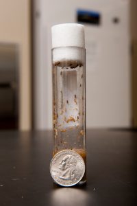 Fruit fly larvae and fruit flies inside a vial within a UA lab. 