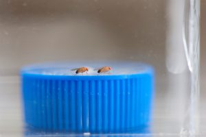 One fruit fly pursues another. UA researchers use the model organisms in aggression tests. 