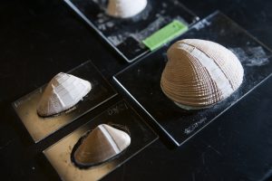 Seashells sit on a glass slide in a UA laboratory. By analyzing the smaller shells, left, researchers are learning more about historical impacts of climate change on residents of 6th-century Peru. 