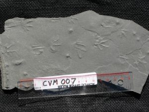 Fossil tracks, or ichnofossils, preserve the foot tracks of reptiles and amphibians and other evidence of organisms. Dr. Ron Buta has collected more than 1,200 slabs of fossil tracks from a surface coal mine in Carbon Hill, which he donated to UA Museum Collections. 