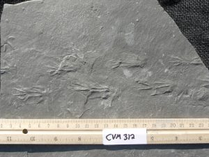 Dr. Ron Buta made more than 30 trips to the Carbon Hill coal mine to collect the fossil trackways. It took him more than two years to collect 1,200 slabs of fossil footprints. 