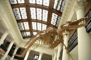Community members will have an opportunity to explore various fossils, like the whale-like Basilosaurus cetoides that hangs in Smith Hall, during National Fossil Day Oct. 16. 