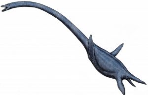 An artist rendering of an elasmosaur, created by UA student Asher Elbein. The museum will unveil the new elasmosaur specimen that was collected in Greene County this summer during the National Fossil Day community event. 