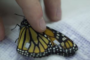 By placing these tiny reflective markers on butterflies and flying them in front of infrared cameras, researchers can turn the insects' flight path into computer animation. 