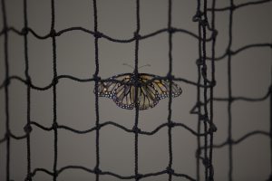 The study of butterflies could lead to improvements in human-made flight, including possible improvements in micro-aerial vehicles. 