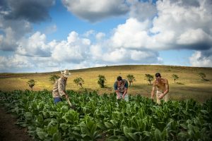"Tobacco Family in Field" by Chip Cooper 