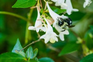 A species of bumble bee, Bombus impatiens, has a late breakfast at UA's Arboretum in early June. 