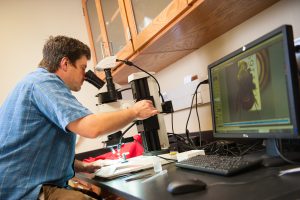 Back in the lab, Lozier demonstrates how researchers can take and record key bee measurements using a microscope and special software. 