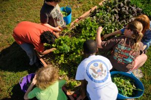 Children gather vegetables. A UA psychologist studies the health and educational impact gardening has on second and third graders (Matthew Wood). 
