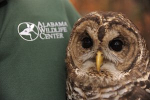 One of the rescued raptors that may make an appearance at Moundville Archaeological Park's Birdfest Saturday. 