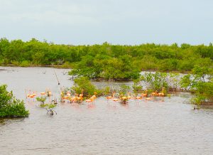 American flamingoes graze the waters near Cuba's mangroves in Parque Nacional Ciénaga de Zapata (Zapata National Park). 