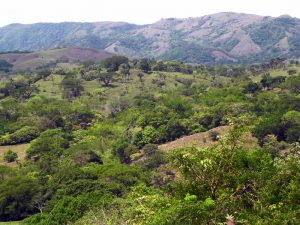 Secondary forest regrowth in Guanacaste National Park in Costa Rica. 