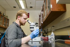 Samuel Stanley, a senior microbiology major, studies microbes in the Caldwell Lab in the Science and Engineering Complex at UA. 