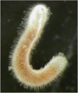 Aplacophora are worm-like mollusks characterized by their lack of shells and tiny units called calcareous spicules. 