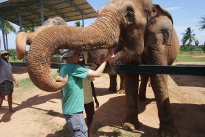 Dr. Morgan tries his hand at feeding the elephants. 