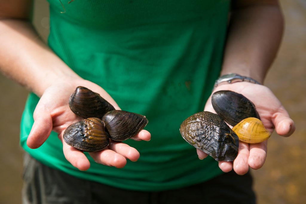 An ecologist holds freshwater mussels beside a river.