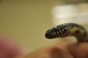 Close up of the face of a black speckled king snake