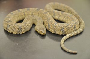 A brown water snake with orange eyes lies on a table