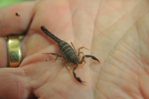 Professor holds southern devil scorpion in hand