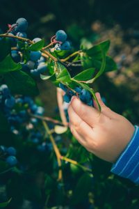 A hand picking blueberries