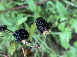 Blackberries on the stem