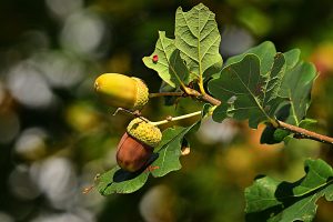 Two acorns on a limb