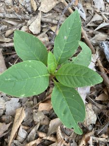 A tender pokeweed ripe to eat growing out the ground