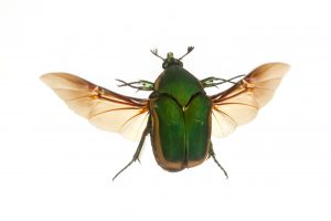 A green June beetle with its wings extended