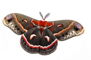 A brown and red moth with its wings spread
