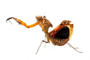 A brown leaf-like praying mantis ready to strike