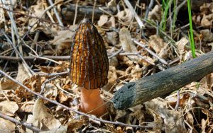 A morel mushroom sprouts from the leaf-cluttered ground