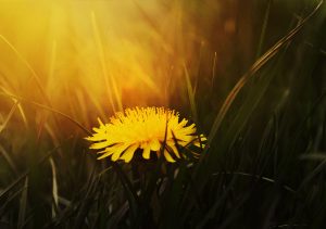 A dandelion in soft sunlight