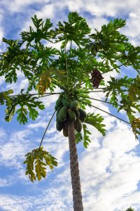 A tall, fruit-bearing pawpaw tree against a blue clouded sky