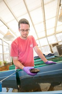 An ecology researcher holds a freshwater mussel over a tub of water in a greenhouse-like lab.