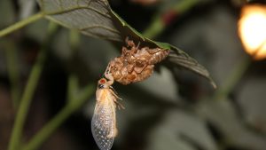 Newly molted adult cicada emerging from its nymph shell