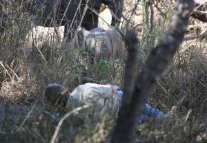 A UA professor lies down near a herd of elephants