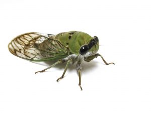 A cicada sitting. 