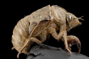 An empty cicada shell. 