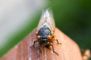 A red-eyed cicada
